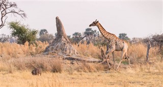 Botswana