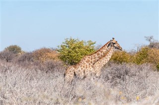 Botswana