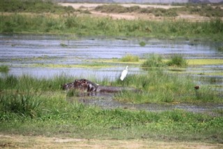 বোট্স্বানা