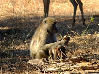 Botswana