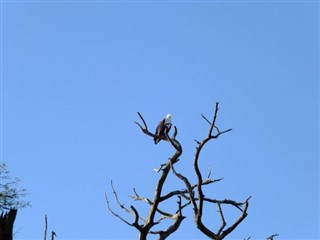 বোট্স্বানা