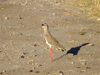 Botswana