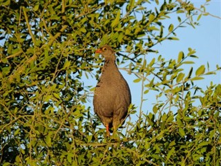 Botswana