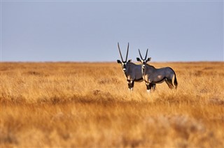 Botswana