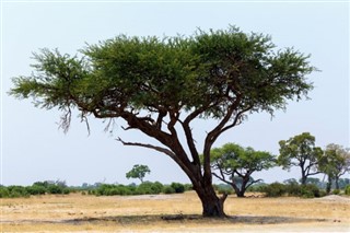 বোট্স্বানা