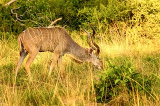 Botswana