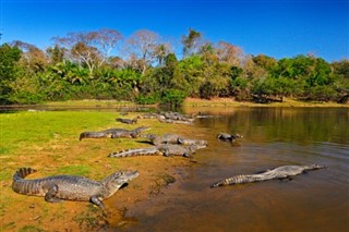 Brazília