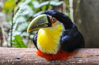 Brasilía