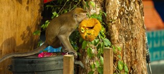 ब्रुनेई