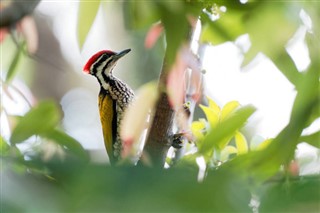 ব্রুনেই