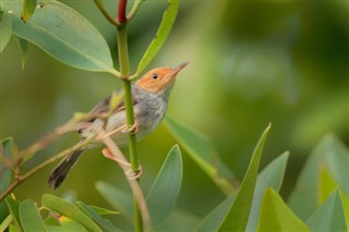 ব্রুনেই