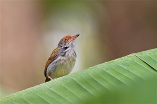 Brunei