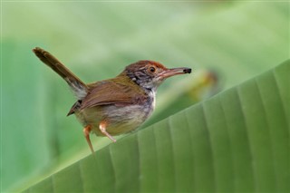 Brunei