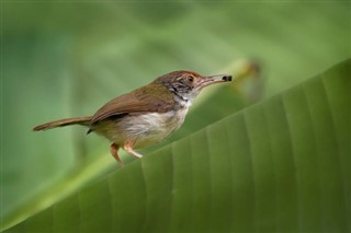 برونائی