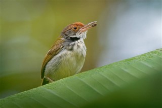 Brunei