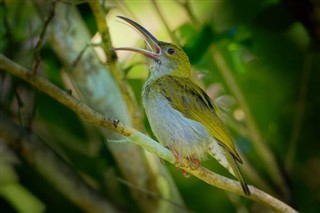 Brunei