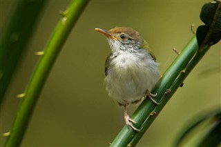 بروناي