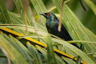 ব্রুনেই