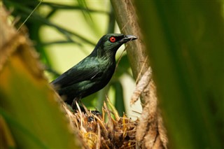 ব্রুনেই