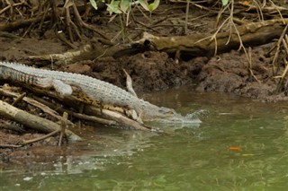 புரூணை