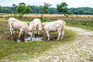 ब्रुनेई