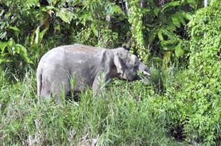 புரூணை