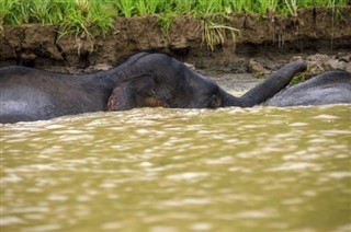 ब्रुनेई