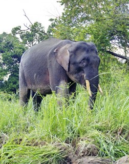 புரூணை