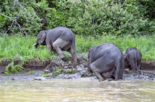 ব্রুনেই