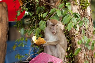 ब्रुनेई