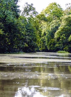 ব্রুনেই