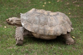 বুর্কিনা