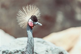 புர்கினா