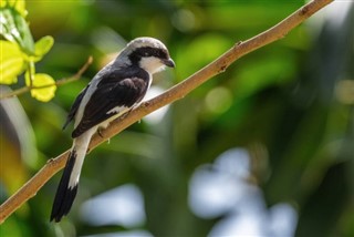 বুরুন্ডি