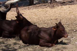 புருண்டி