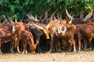 বুরুন্ডি