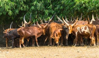 บุรุนดี