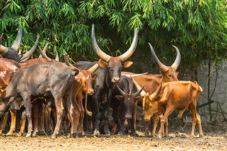 বুরুন্ডি