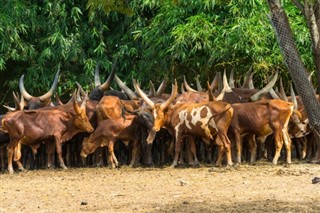 புருண்டி