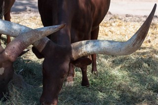 برونڈی