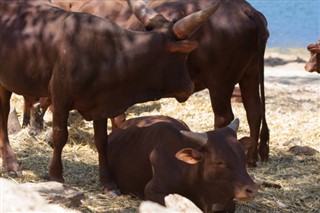 برونڈی