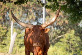 Burundi