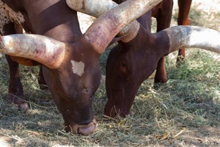 برونڈی