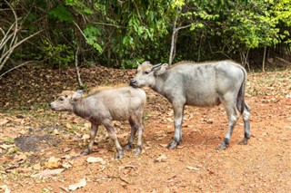 Kambodja