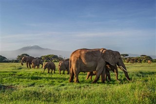 Kamerun