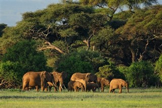 Kamerun