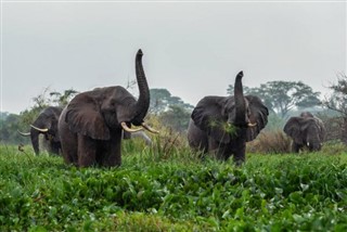 Kamerun