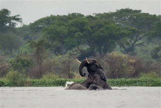 ক্যামেরুন