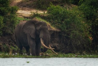 Kamerun