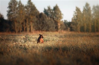 Камерун